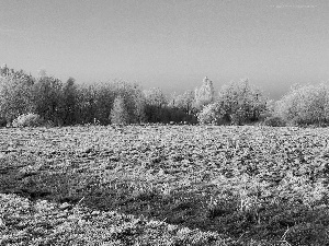 field, viewes, winter, trees