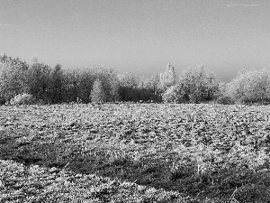 field, viewes, winter, trees