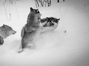 winter, wolves, Fight