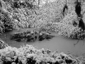 Flamingos, forest, winter, River