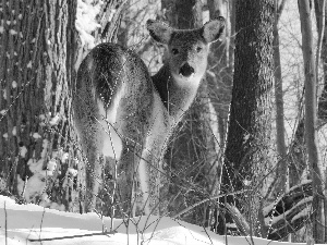 winter, deer, forest