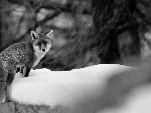 winter, Fox, forest