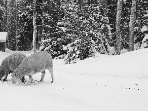 Path, winter, forest, house, Sheep