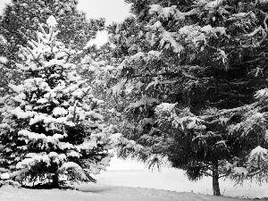 forest, christmas tree, winter, illuminated