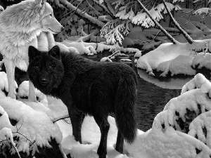 winter, wolves, forest