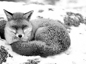 Fox, winter