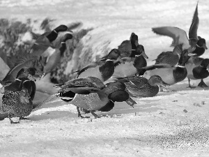 winter, Frost, Crosswords, snow, ducks