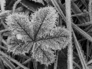 frosted, Bush, winter, leaf