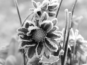 frozen, Garden, winter, Flowers