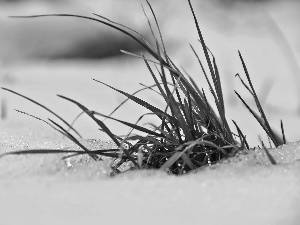 winter, snow, grass