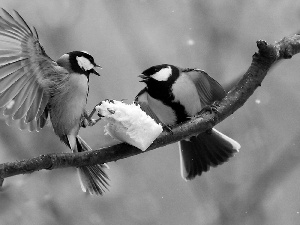 winter, food, Great tit, branch, Chickadees