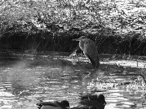 Gery Heron, water, winter, Steaming