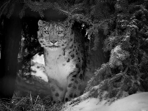 snow leopard, forest