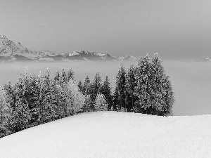 Mountains, snow, winter, Spruces