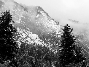 Mountains, woods, winter, Fog