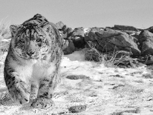 winter, snow leopard, snow, rocks, Panther