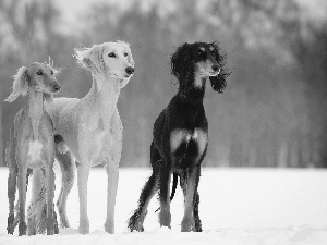 winter, Greyhound, Persian