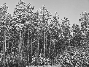 winter, forest, pine