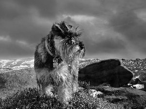 Schnauzer, Mountains, winter, rocks