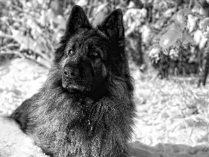 winter, dog, snow