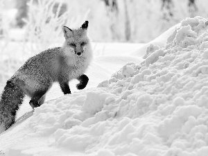 winter, Fox, snow