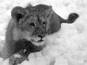 winter, Lion, snow