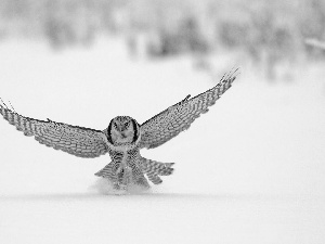 winter, owl, snow