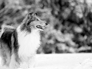 winter, snow, Scotch, Longhaired, sheep-dog