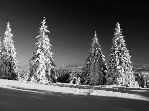 winter, Spruces, snow