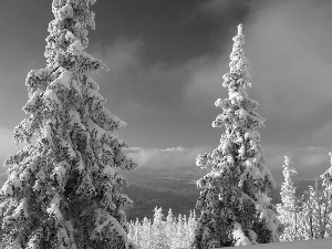 winter, Spruces, snow