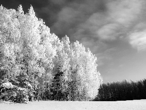 Snowy, viewes, winter, trees