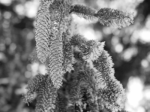 spruce, forest, winter, cones