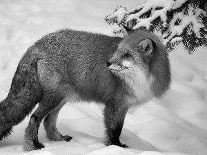 winter, Fox, spruce