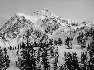 winter, Mountains, Spruces