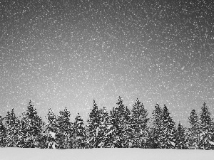 Spruces, snow, winter, forest