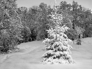 Spruces, christmas tree, winter, decorated