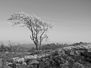 winter, trees, Stones