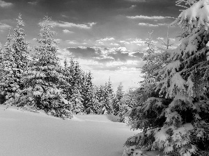 Sunrise, Spruces, winter, forest