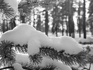 forest, light breaking through sky, Swierk, winter, twig