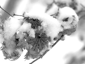 trees, Leaf, winter, Snowy