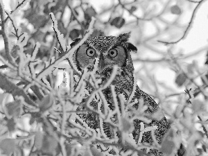 winter, owl, trees