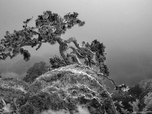 winter, rocks, trees