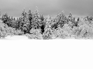 trees, snow, winter, viewes