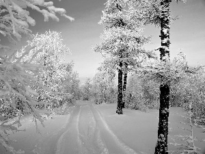 trees, snow, winter, viewes