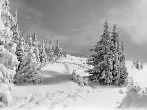 trees, Spruces, winter, viewes