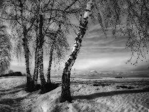 Way, winter, viewes, birch, trees