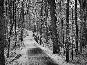 winter, forest, Way