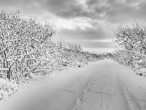 Way, viewes, winter, trees