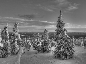 west, Spruces, winter, sun