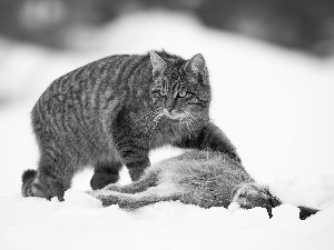 Wild Rabbit, hunting, winter, snow, wildcat